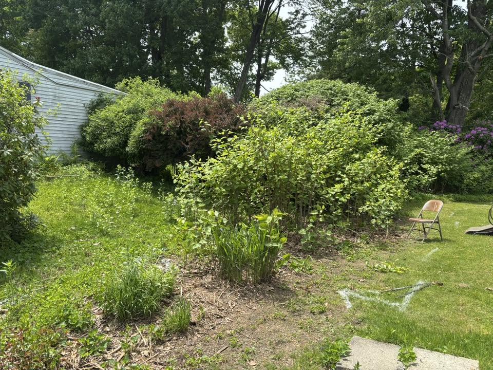 Knotweed taking over property before professional excavation